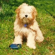 pegi3.gif(28 kb)
